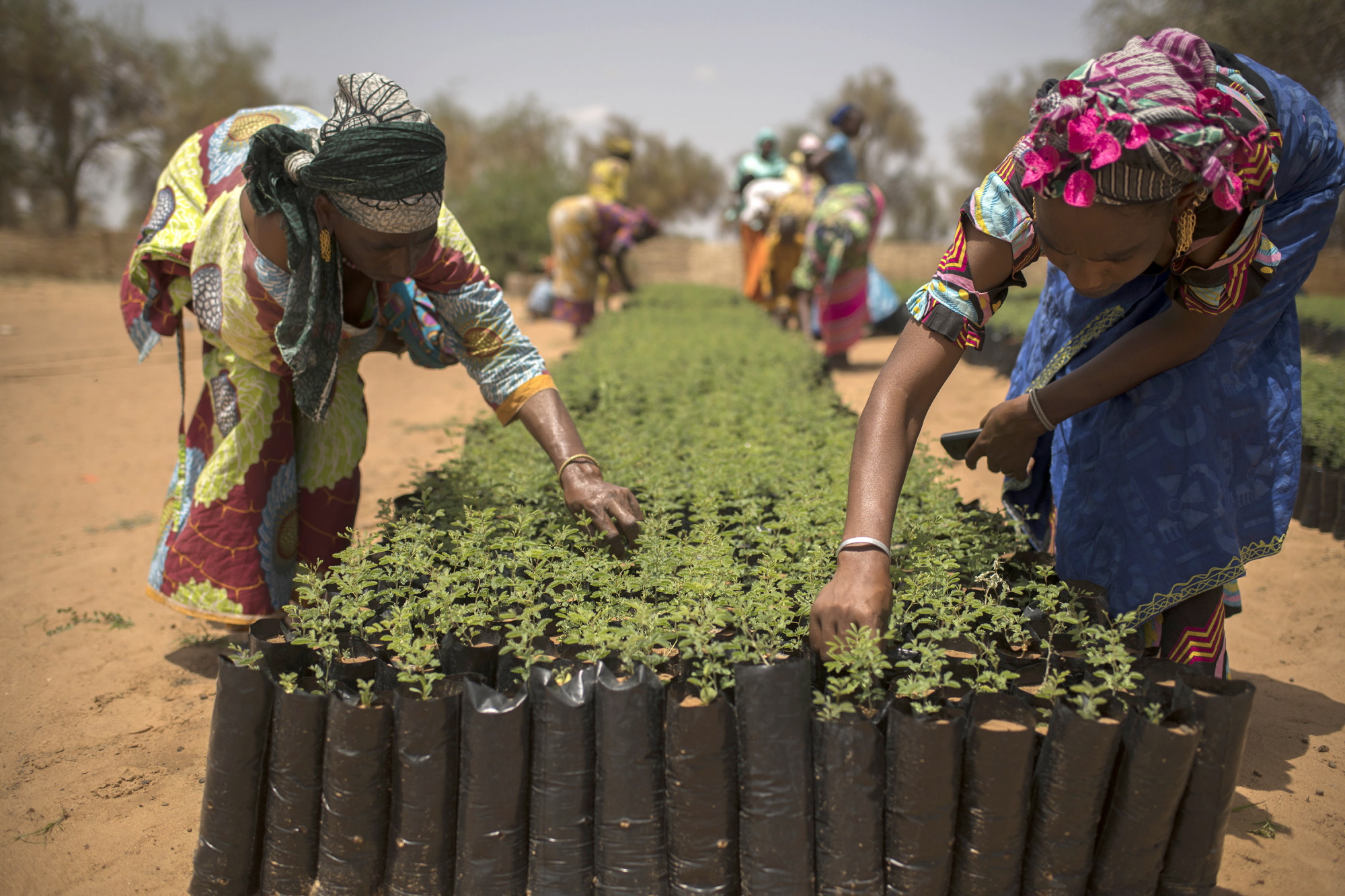 women preparing seedlings to plant the Great Green Wall