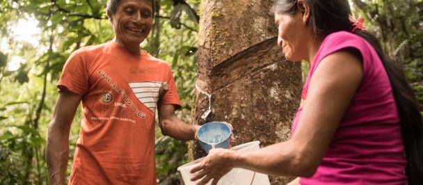 A man and woman draw sap from a tree surrounded by dense forest.