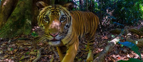 Tiger recorded on camera trap in northern Malaysia (2023). Photo: © Emmanuel Rondeau/WWF US