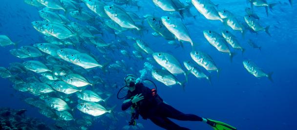 iStock-Palau-diver-ocean-fish-54.jpg
